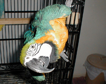 Buddy_2_small.JPG (43603 bytes)
