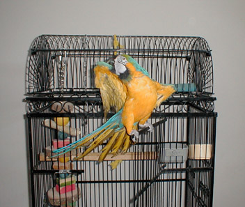 Buddy_small.JPG (48124 bytes)