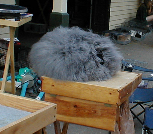 black_2.jpg (76855 bytes)